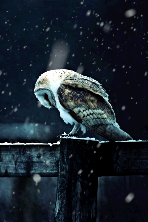 Owl in the snow (GIF) | MATTHEW&#39;S ISLAND