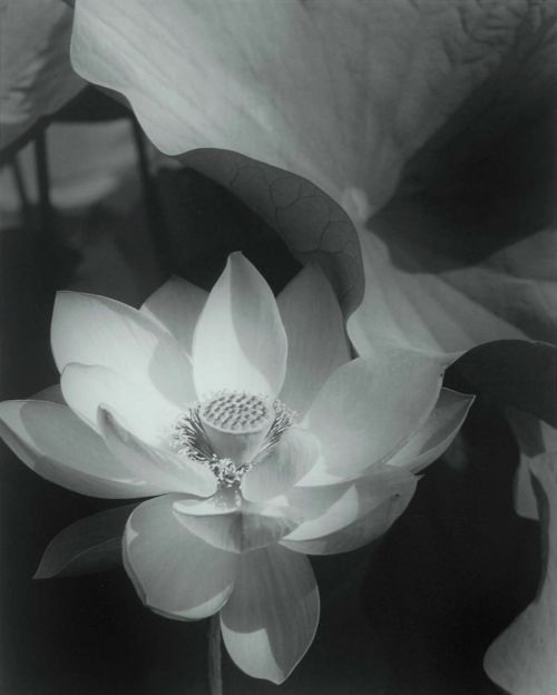 Lotus, photo by Edward Steichen, 1915