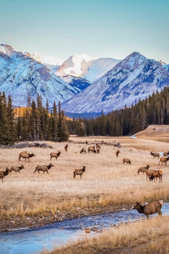 Elk, Alberta, Canada