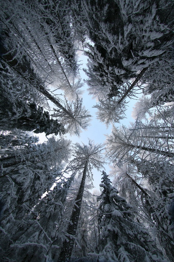 Looking up in a snowy forest
