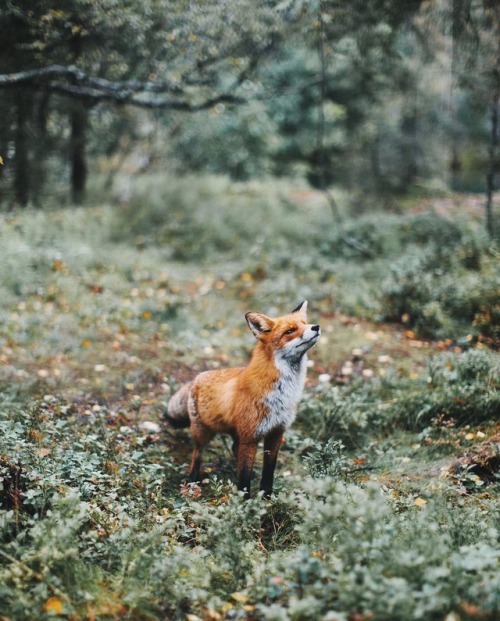 fox 2929