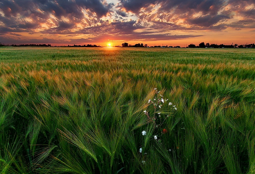 Sunset over a wheat field